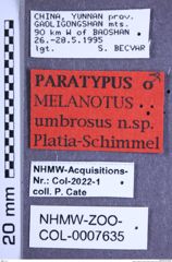 Etikette zu Melanotus umbrosus (Platia & Schimmel, 2001) (NHMW-ZOO-COL-0007635)